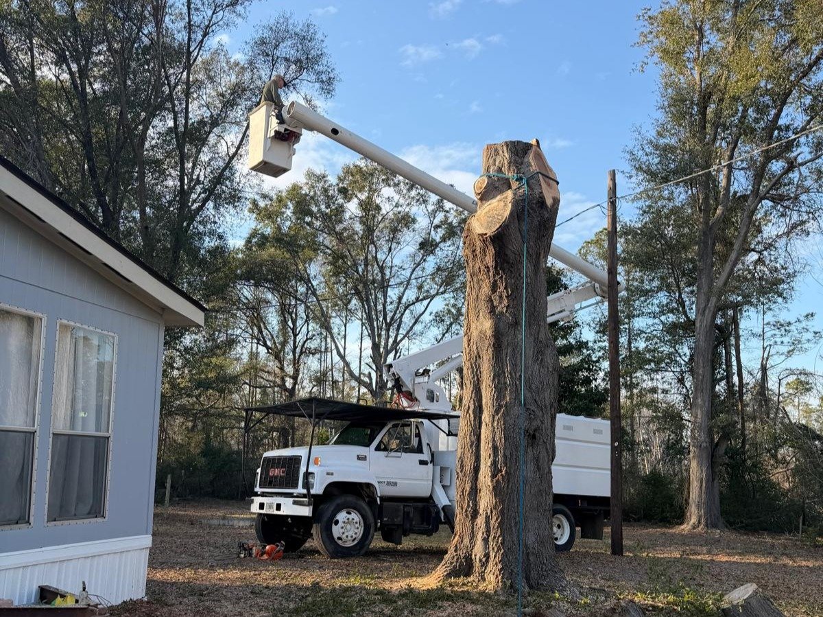 El Costeño Tree Service LLC